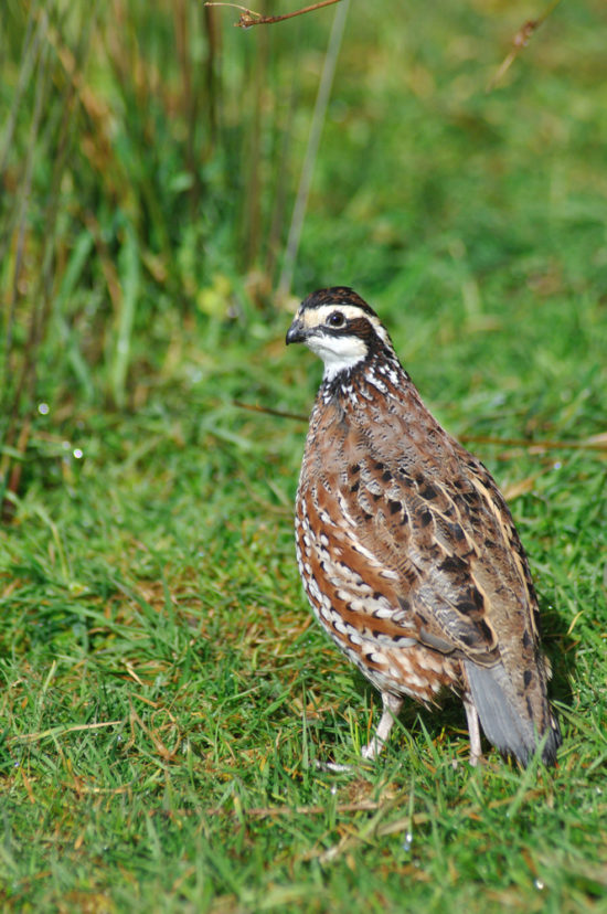 Bobwhite Quail | BRM Gamebirds